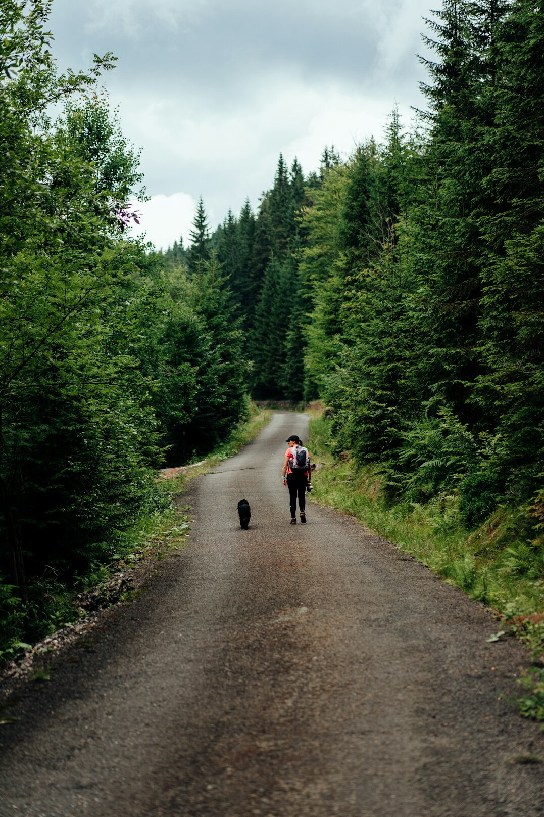polish forest trail